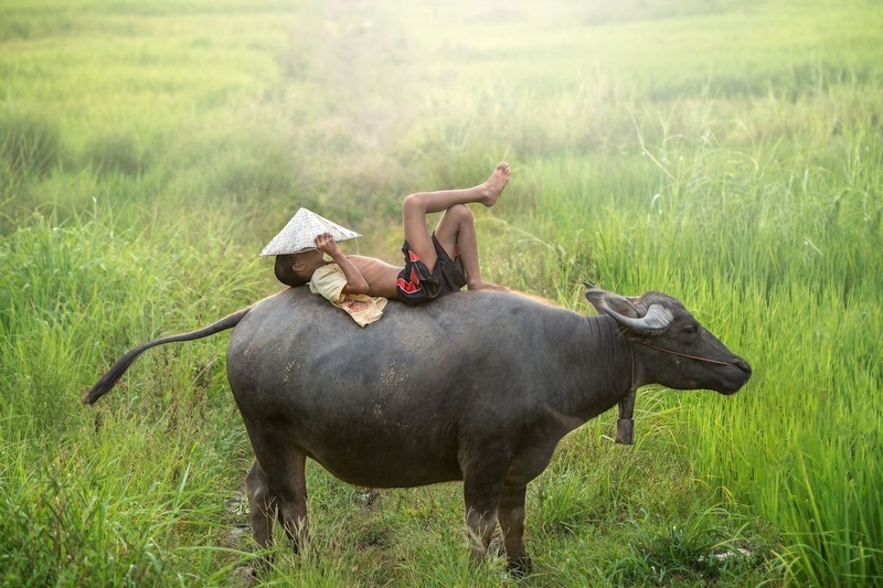 Cách tính giờ theo 12 con giáp chọn trâu