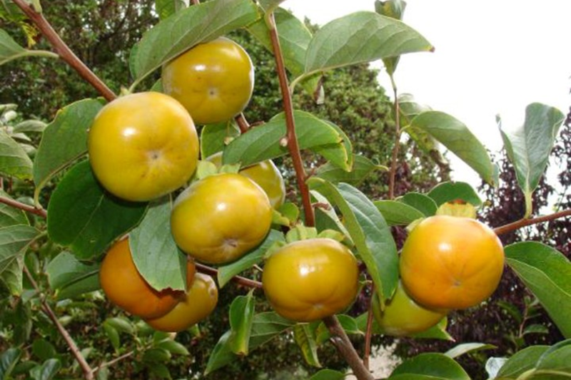 hồng giòn Đà Lạt 1