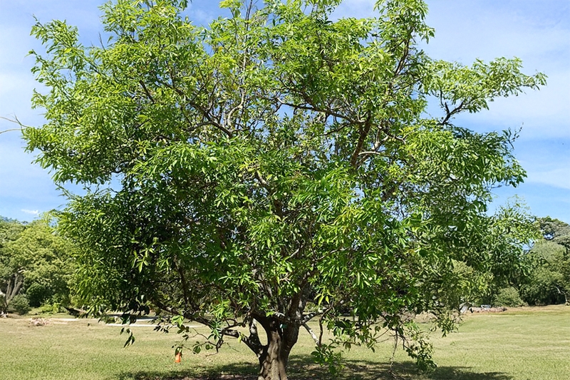 Cây bánh kem là cây thân gỗ lâu năm