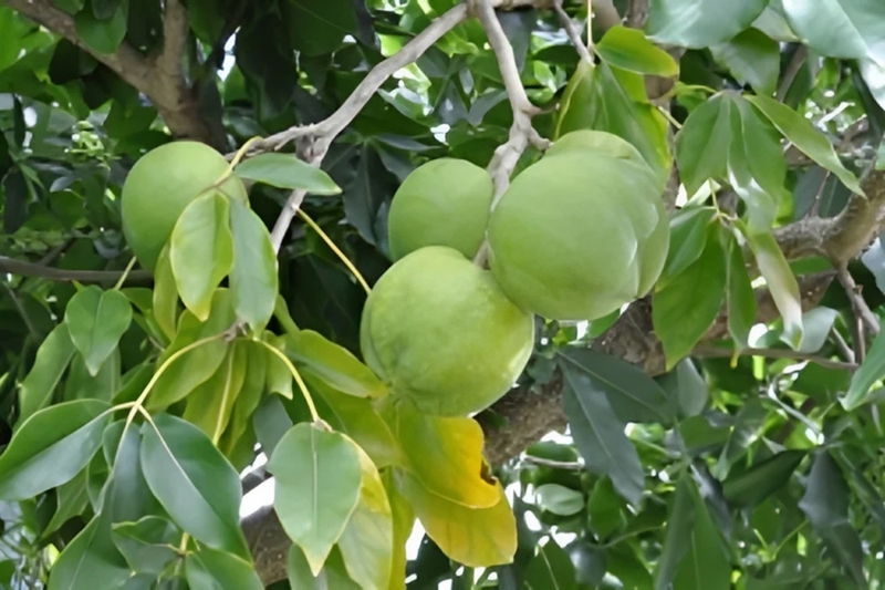 Những lưu ý quan trọng khi trồng và sử dụng quả bánh kem