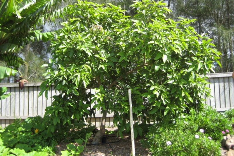 Nếu trồng vườn, nên giữ khoảng cách 4 – 5 mét giữa các cây