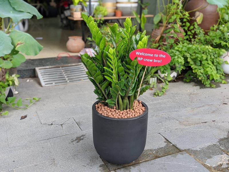 Cây kim tiền hợp mệnh gì 4.jpg