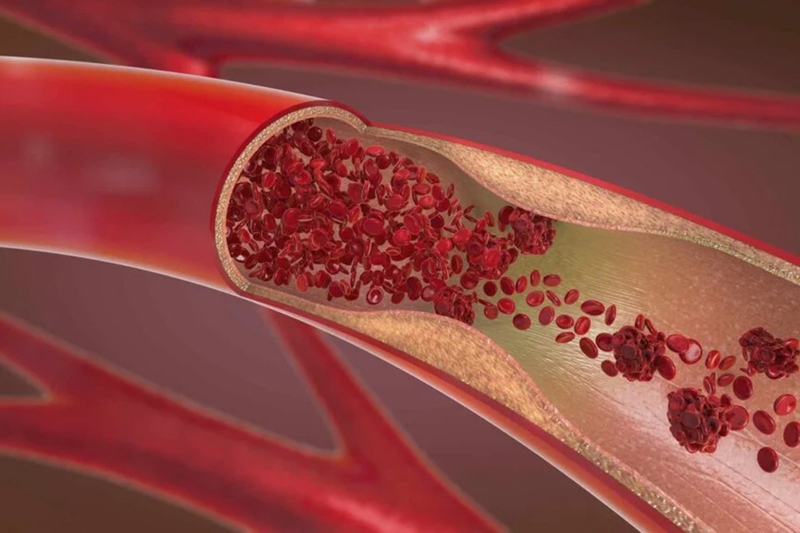 Chức năng và cơ chế hoạt động của triglyceride