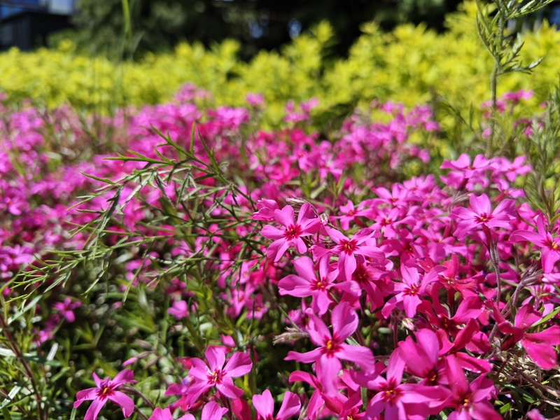 Đánh giá HONOR 600 Pro main.jpg