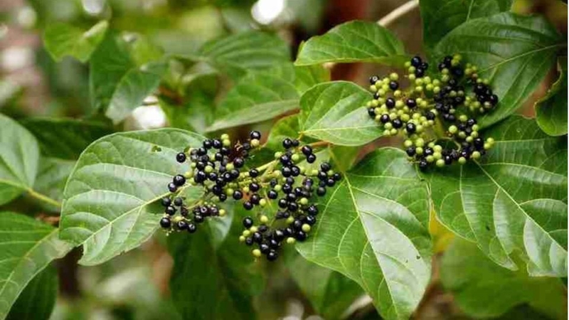 Lá cách thường được sử dụng để làm thuộc hoặc nấu ăn