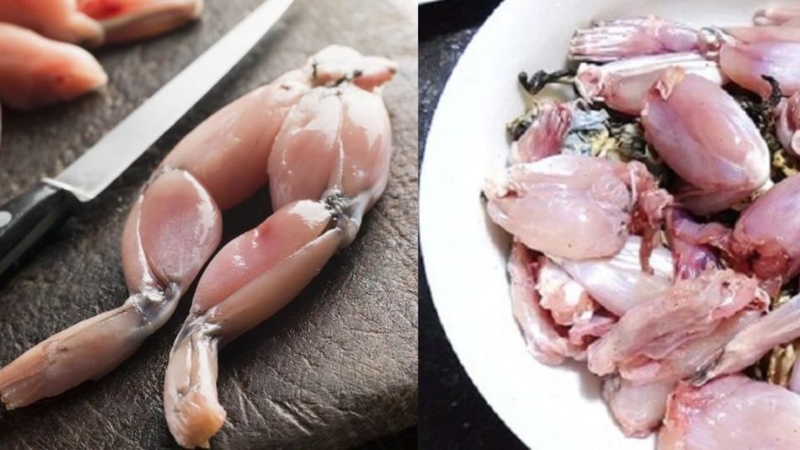 Xử lý ếch đúng cách