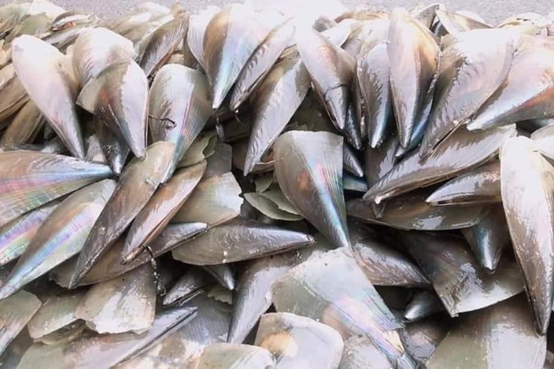 Tại Phú Quốc, còi biên mai được coi là một trong những hải sản đặc biệt nhất