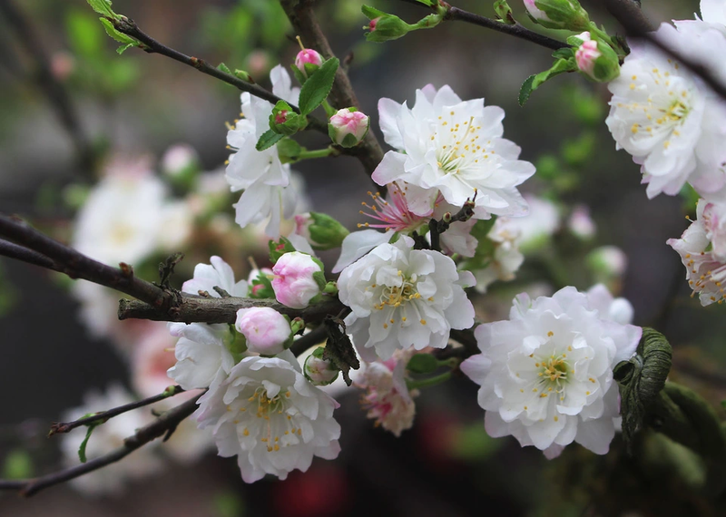 Hình ảnh hoa đào ngày Tết-29.webp