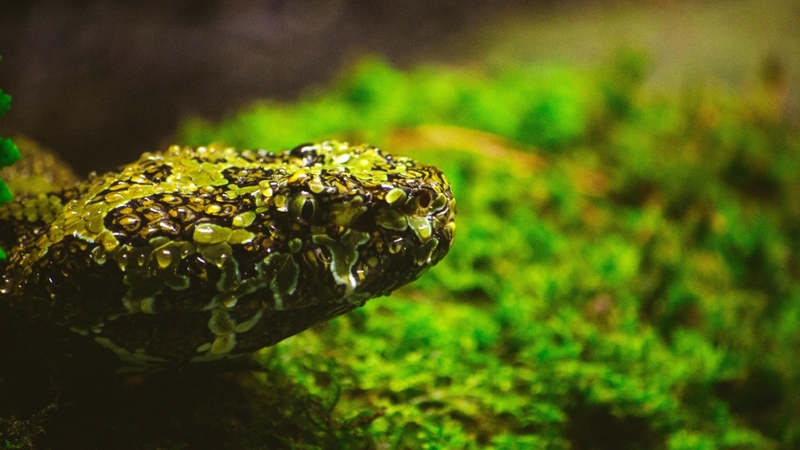 Hình nền con rắn (29)