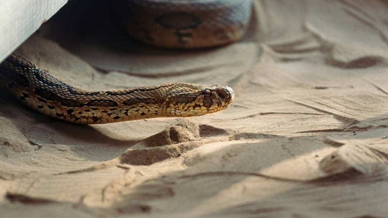 Hình nền con rắn (30)