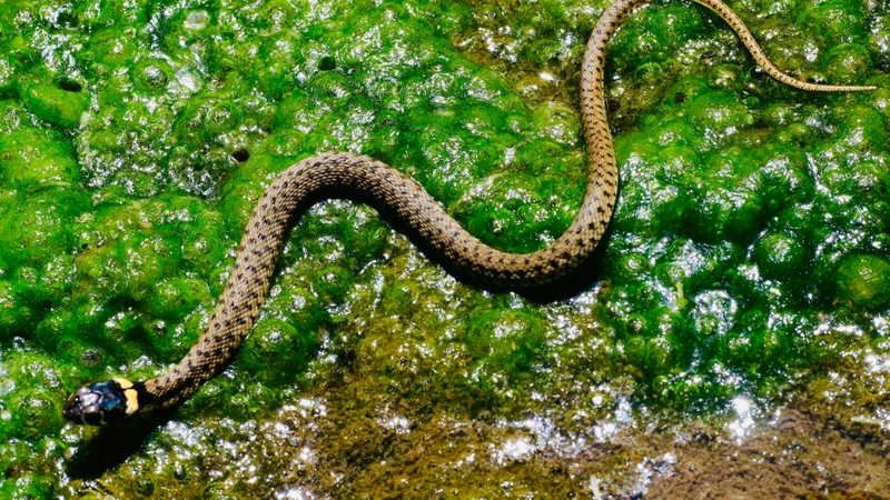 Hình nền con rắn (32)