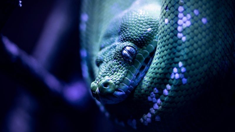 Hình nền con rắn (33)