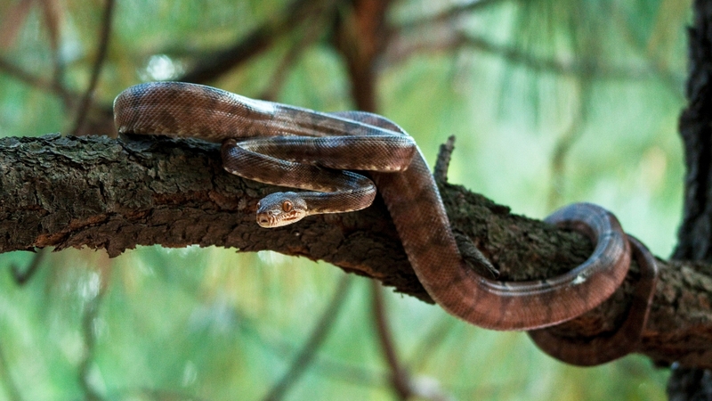 Hình nền con rắn (34)