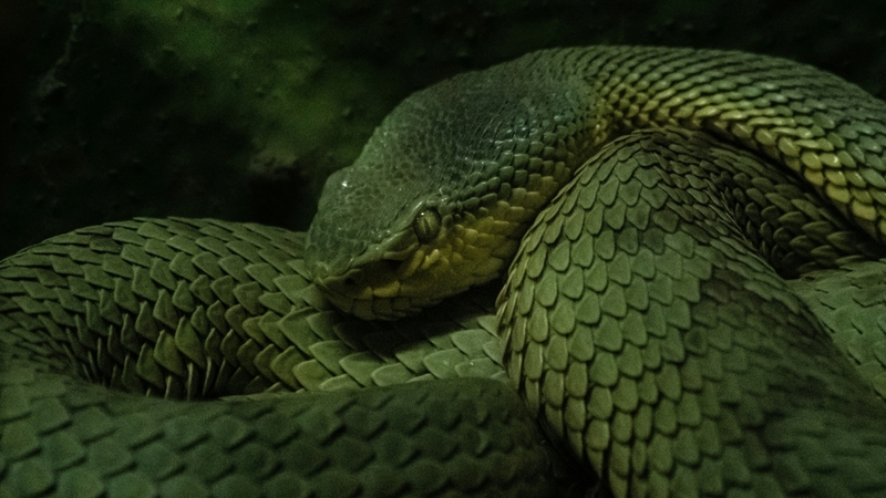 Hình nền con rắn (39)