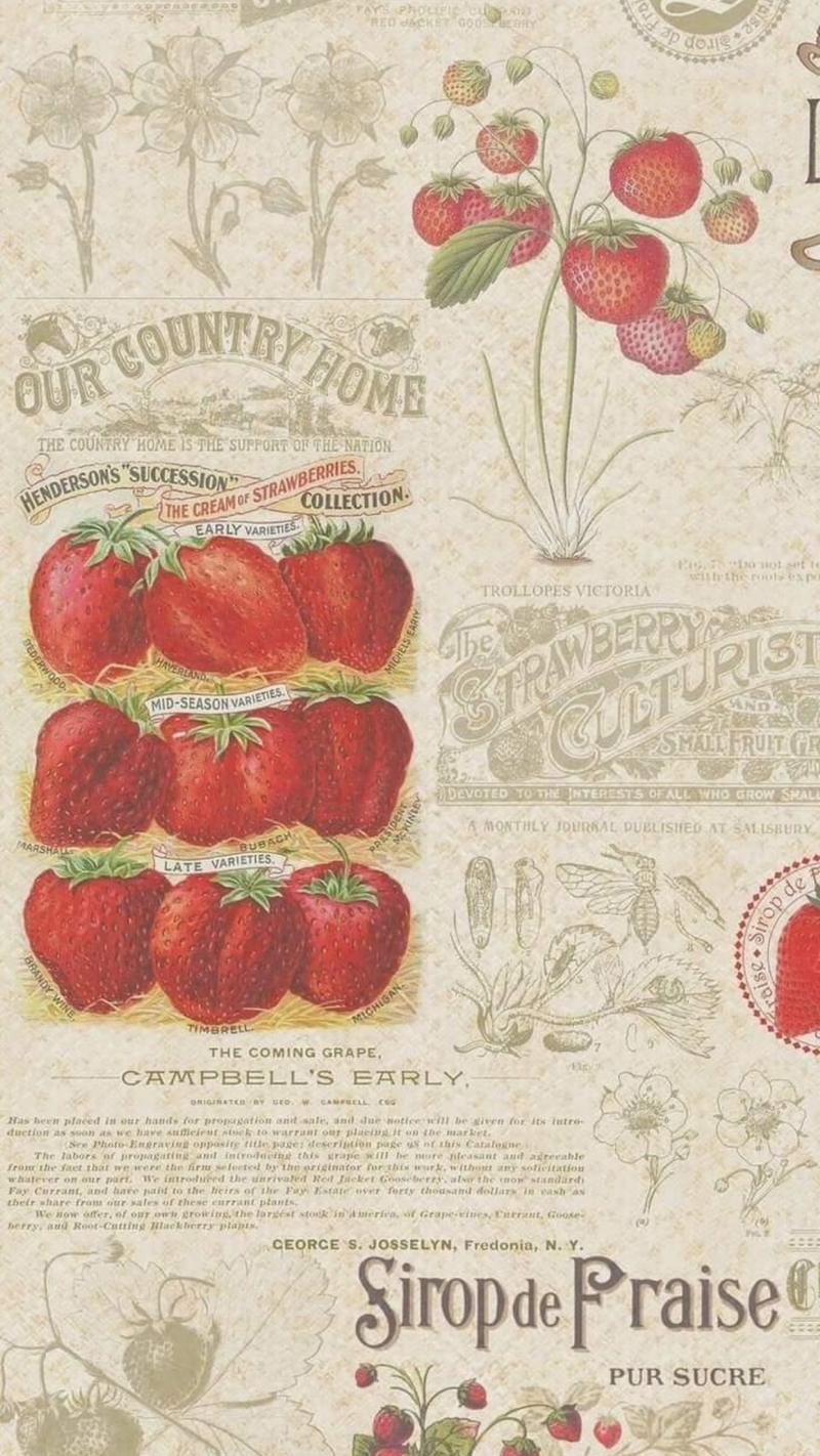 Hình nền dâu tây (17)