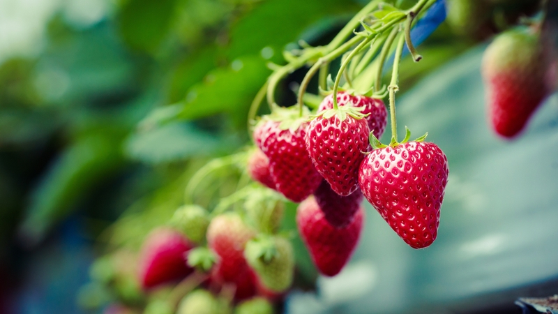 Hình nền dâu tây (1)