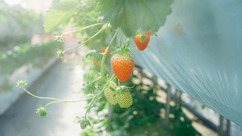 Hình nền dâu tây (42)