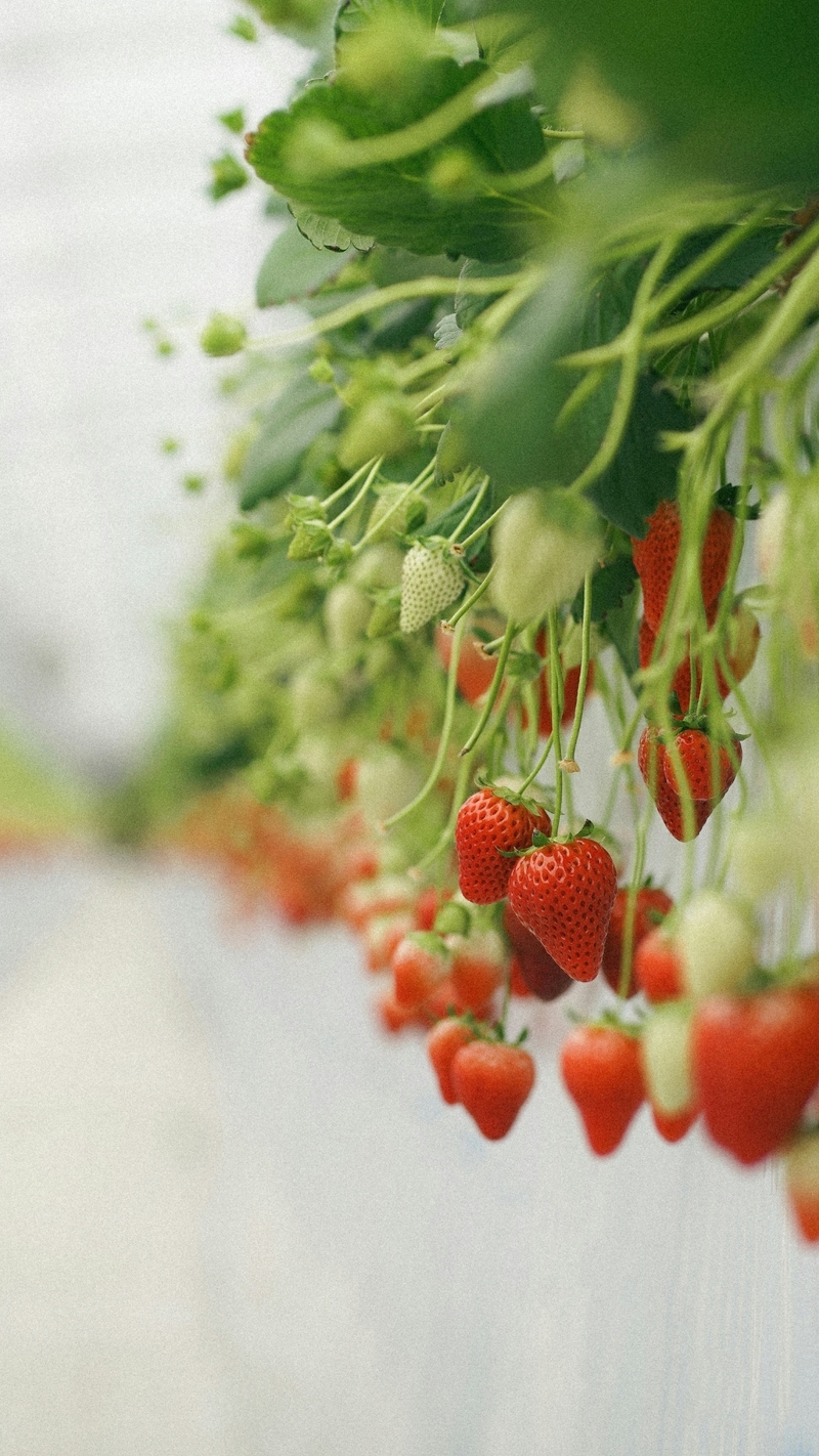 Hình nền dâu tây (4)