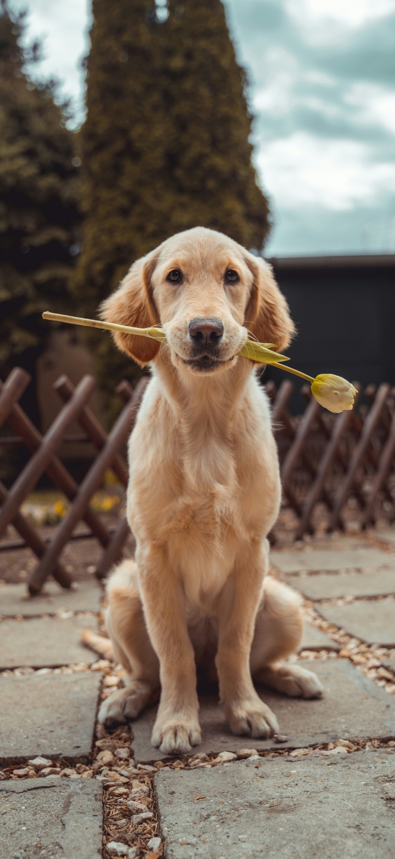 Hình nền iPhone Air (13)