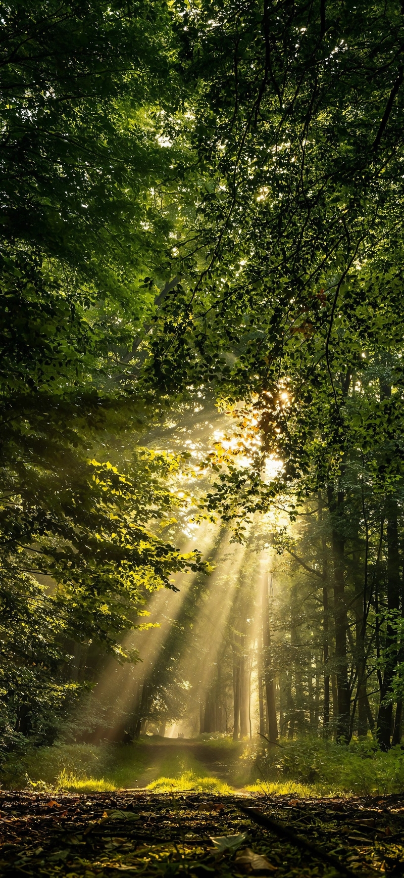 Hình nền iPhone Air (6)