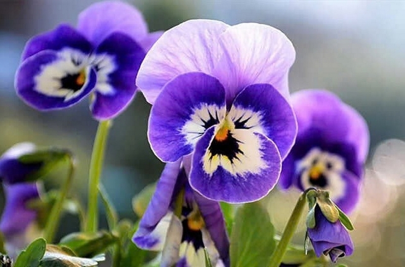 Hoa păng xê ảnh 2