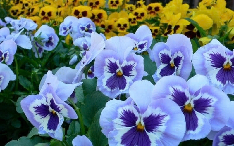 Hoa păng xê ảnh 6