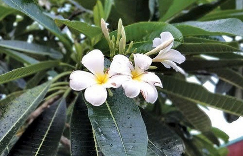 Hoa sứ ảnh 1