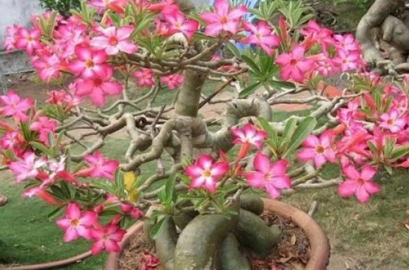 Hoa sứ ảnh 4