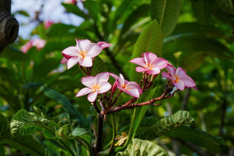 Hoa sứ ảnh 6