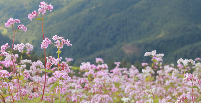 Hoa tam giác mạch Ảnh 1