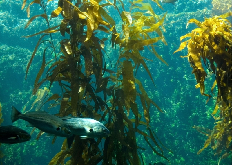Kelp là gì ảnh 1