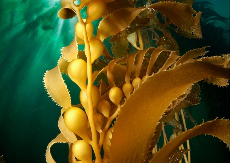 Kelp là gì ảnh 2