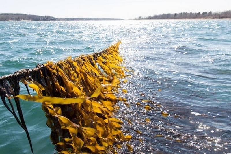 Kelp là gì ảnh 3