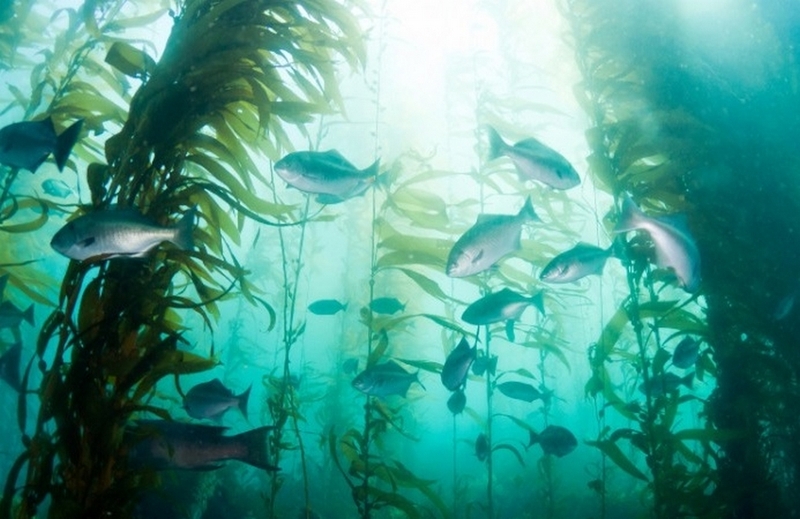 Kelp là gì ảnh 4