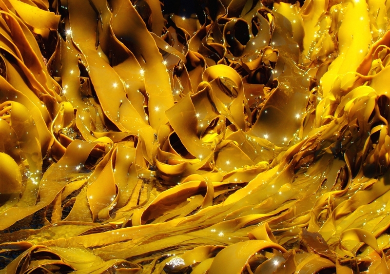 Kelp là gì ảnh 5