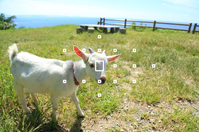 Lấy nét tự động AF 5.jpg