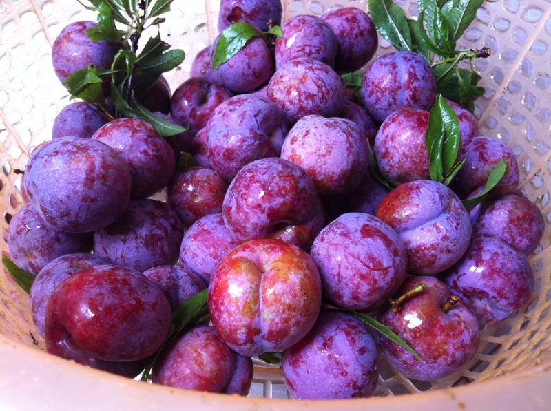 Đặc sản Sapa (ảnh 14)