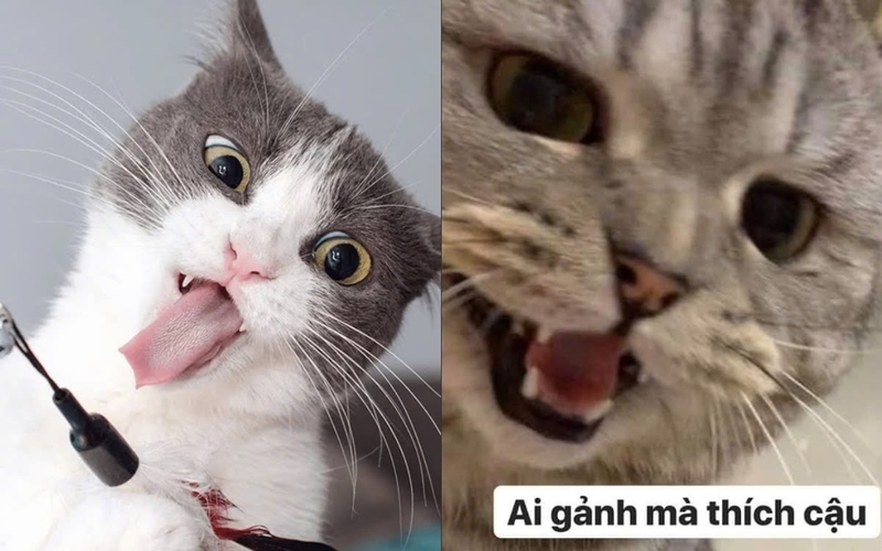 Meme mèo bựa-1.jpg