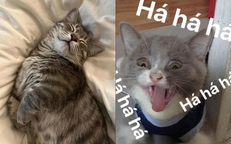 Meme mèo bựa-7.jpg