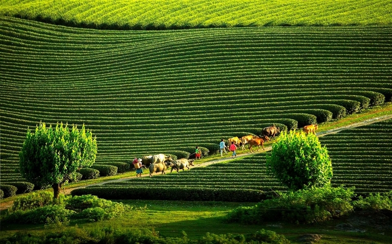 Mộc Châu mùa nào đẹp ảnh 1