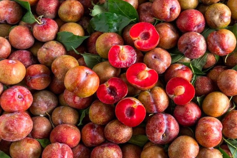 Cách chọn mận tươi ngon, chất lượng
