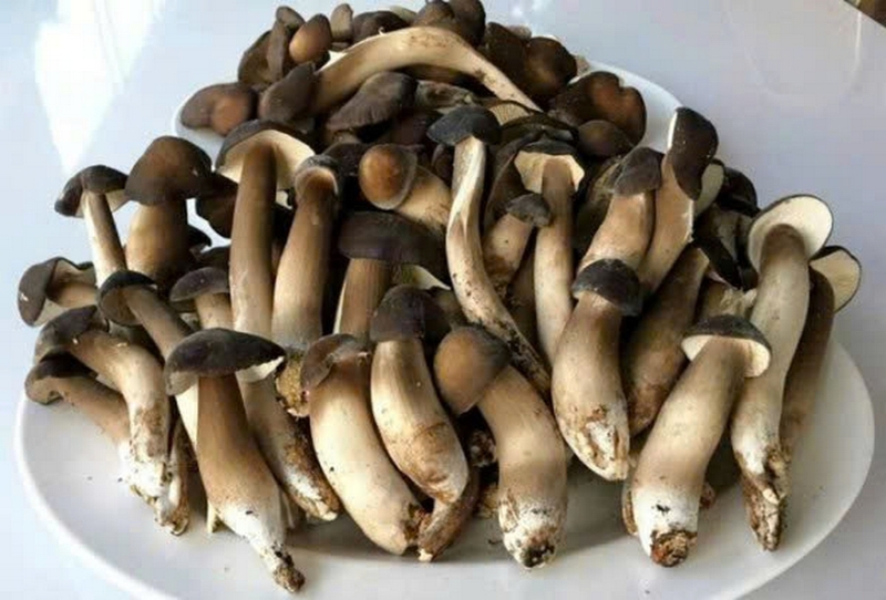 Nấm để tủ lạnh được bao lâu ảnh 1