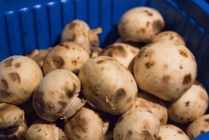 Nấm để tủ lạnh được bao lâu ảnh 5