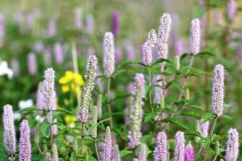 Nguồn gốc của mật ong bạc hà