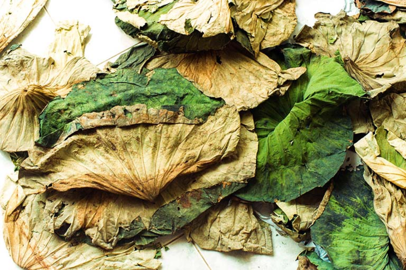 Nguyên liệu làm nước lá sen khô