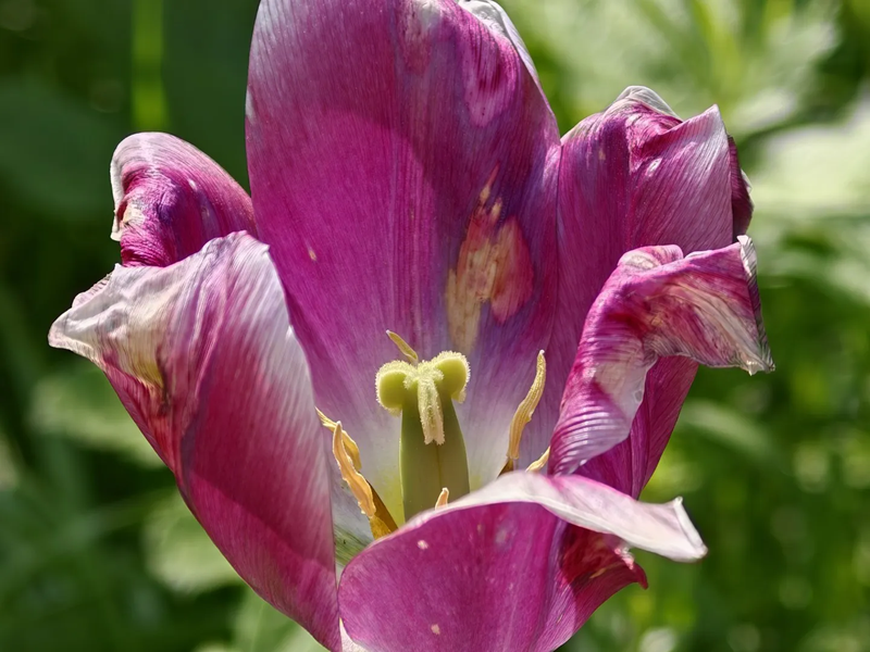 OPPO-Find-X9-Ultra-camera-14-zoom-10x.webp