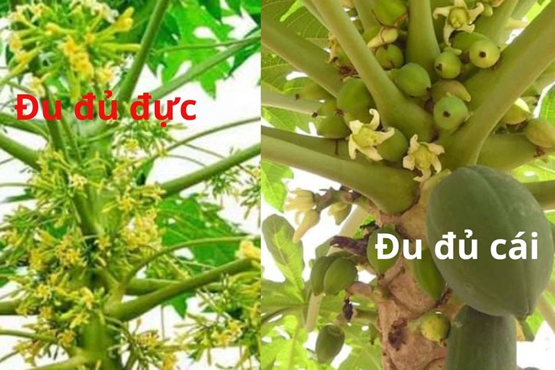Các yếu tố ảnh hưởng đến việc phân biệt đu đủ đực hay cái
