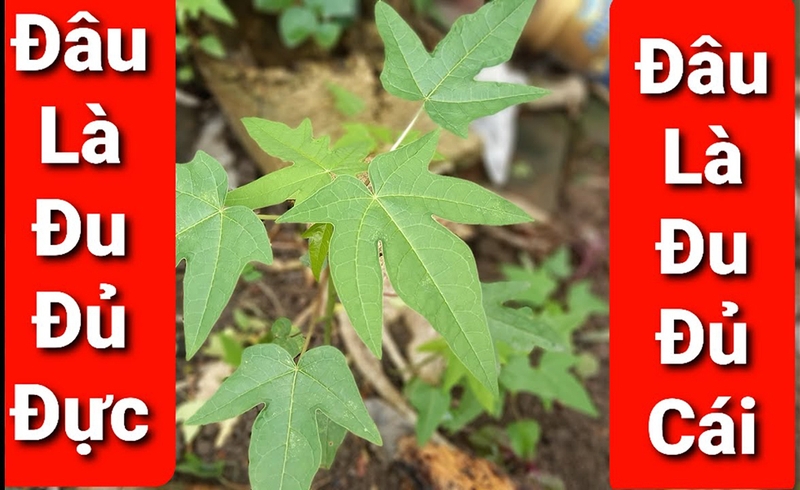 Tầm quan trọng của việc phân biệt đu đủ đực hay cái