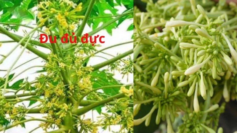 Đặc điểm của hoa đực
