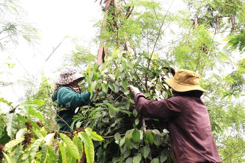 Phường Ea Kao của Đắk Lắk sau sáp nhập 5.jpg